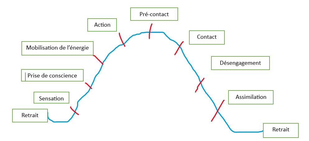 cycle du contact thérapie